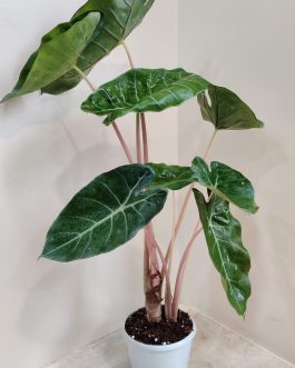 Alocasia Pink Dragon (jiffy)