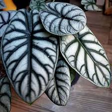 Alocasia Silver Dragon (jiffy)