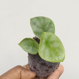 Alocasia Silver Dragon (jiffy)