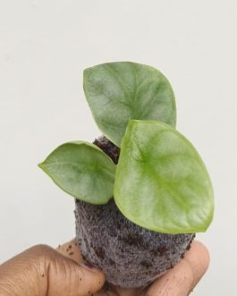 Alocasia Silver Dragon (jiffy)