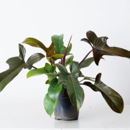 Philodendron Florida Bronze (jiffy)