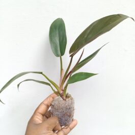 Philodendron Florida Bronze (jiffy)