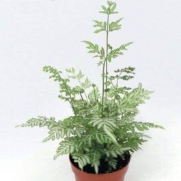 Silver Lace Fern (Jiffy Sized)