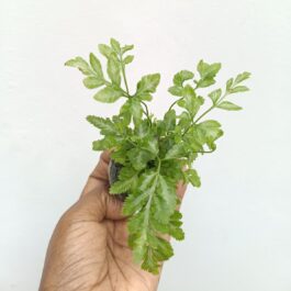 Silver Lace Fern (Jiffy Sized)