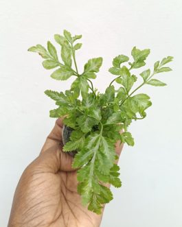 Silver Lace Fern (Jiffy Sized)