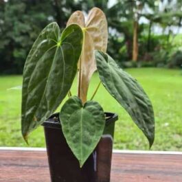 Anthurium Papillilaminum (jiffy)