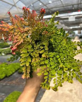 Adiantum Peacock fern/Peacock Maidenhair Fern (jiffy sized)
