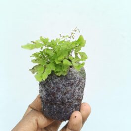 Adiantum Peacock fern/Peacock Maidenhair Fern (jiffy sized)