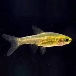 Horadandia atukorali ( 9 pcs)