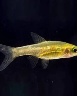 Horadandia atukorali ( 9 pcs)