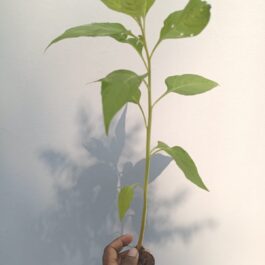 Celosia Dragon’s Breath (Single plant)