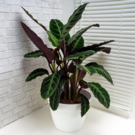 Calathea jungle velvet/ Calathea Warscewiczii (Single plant)