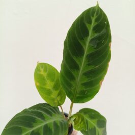 Calathea jungle velvet/ Calathea Warscewiczii (Single plant)