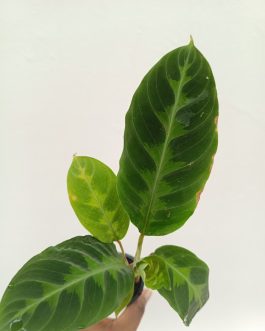 Calathea jungle velvet/ Calathea Warscewiczii (Single plant)