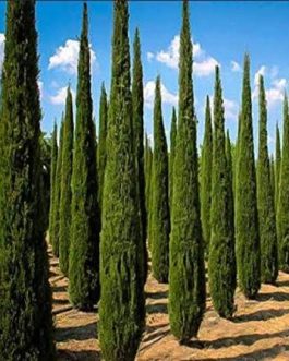 Pencil Pine/Cupressus Sempervirens