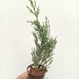 Pencil Pine/Cupressus Sempervirens
