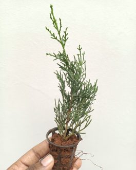 Pencil Pine/Cupressus Sempervirens