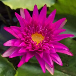 Thaweekan waterlily flower plant ( tropical, 365 days bloomer)