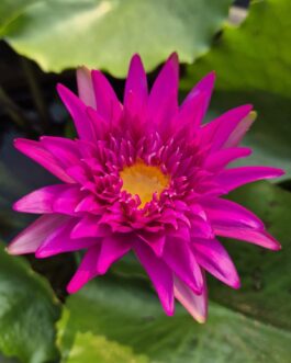 Thaweekan waterlily flower plant ( tropical, 365 days bloomer)