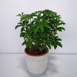 Schefflera Green Mini (small pot)
