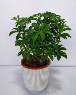 Schefflera Green Mini (small pot)