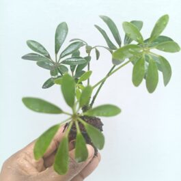 Schefflera Green Mini (small pot)