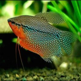 Pearl gourami pair