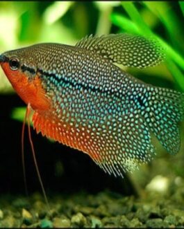 Pearl gourami pair