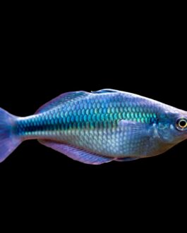 Turquoise rainbow (4 pcs)