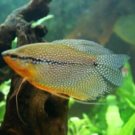 Pearl gourami pair