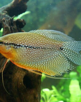 Pearl gourami pair