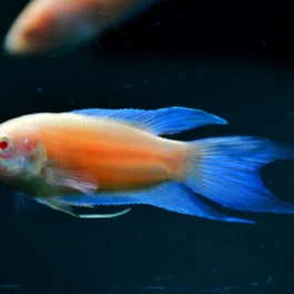 Rare Albino blue flame paradise (pair)