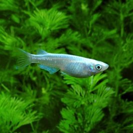 Platinum rice fish (5 pcs)