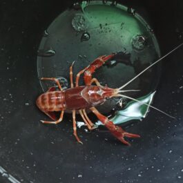 Brown ghost crayfish ( pair)