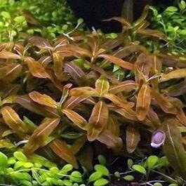 Low tech- carpeting plant – 20 stems of staurogen sp brown (20 stem pack)