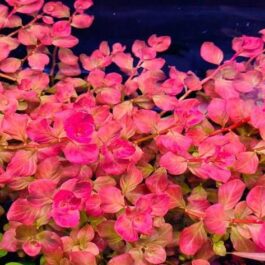 Ludwigia Ovalis Pink (6 stems)