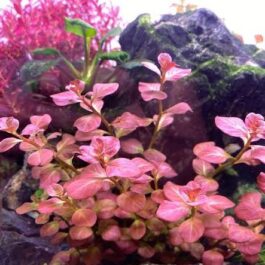 Ludwigia Ovalis Pink (6 stems)