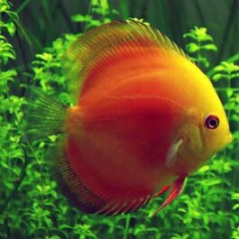 Red melon Discus (2 pcs)