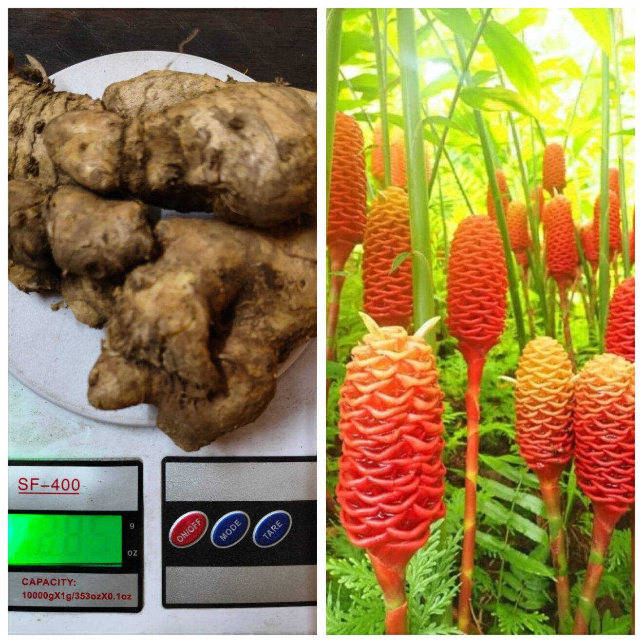 Shampoo Ginger Ryzome Shampoo ginger (single rhizome) - Buy Aquarium Plants and Aquarium ...