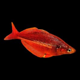 Scarlet Red Rainbow Pair