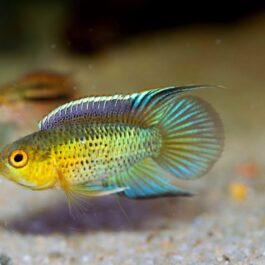 Rare Golden eye cichlid (pair)