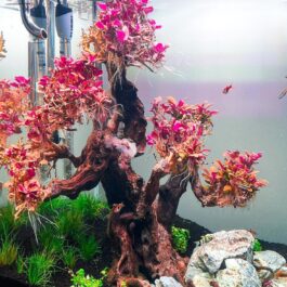 Jumbo sized TC cup- Alternanthera Reineckii Mini (Tissue Culture cup)