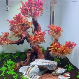 Jumbo sized TC cup- Alternanthera Reineckii Mini (Tissue Culture cup)