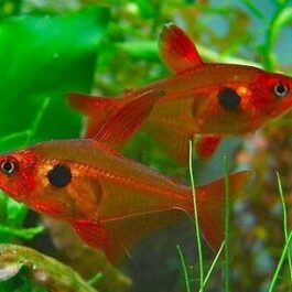 Red phantom tetra ( 9 pcs)