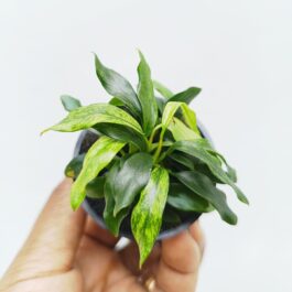 Varigated Anubias Dragon Claw (plant pot)