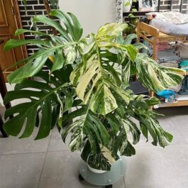 Monstera Thai Constellation (JIFFY)