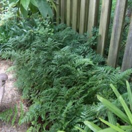 Leather Leaf Fern (JIFFY)