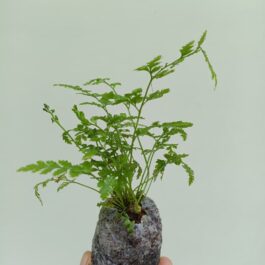 Leather Leaf Fern (JIFFY)