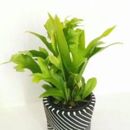 Green Flame Fern (JIFFY)