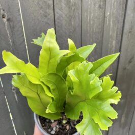 Green Flame Fern (JIFFY)